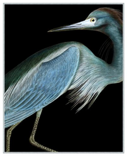 Load image into Gallery viewer, Stately Heron 1
